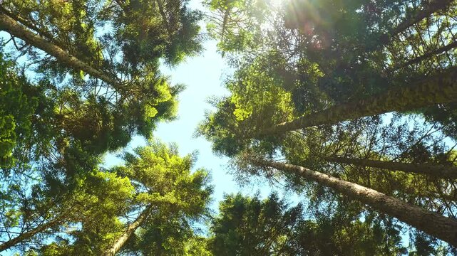 Sunlight shining through a tall evergreen forest canopy