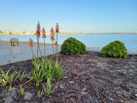 Blooming orange Aloe vera flowers and green Aeonium succulents grow near the quiet beach of Mission Bay in San Diego, California