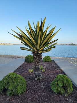Furcraea foetida Mediopicta, or Variegated False Agave or Mauritius Hemp grows alongside round green Aeonium succulents on a sandy Mission Bay beach under a clear sky in San Diego, California