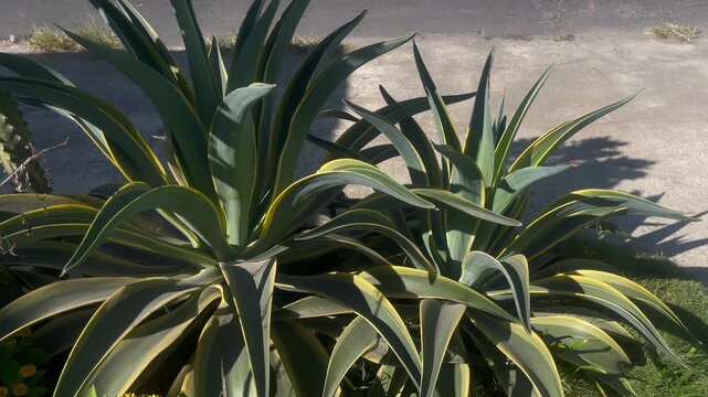 Ornamental Agave King Succulent Plant Detail