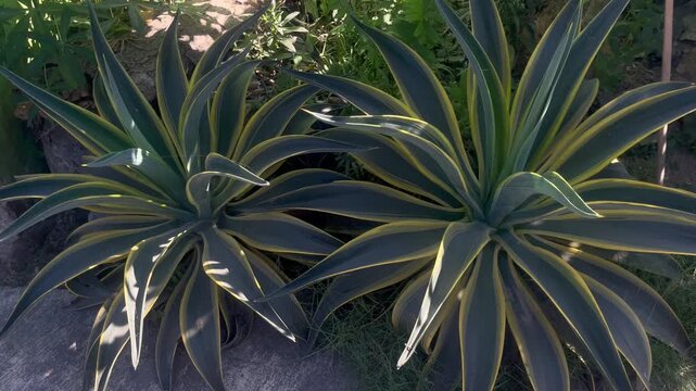 Variegated Agave Americana Leaves Swaying Gently