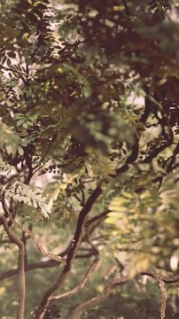Bright sunlight filters through the leaves and branches in a forest. Various shades of green cover the trees, creating a natural setting. The scene captures the essence of nature.