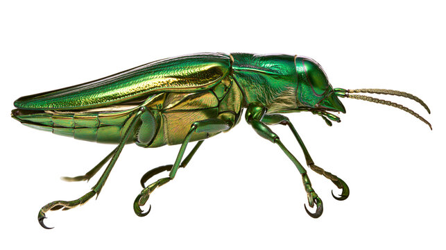Metallic green jewel beetle with segmented body and long antennae, isolated on transparent background