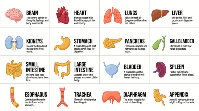 An infographic illustrates sixteen human organs in a medical diagram.