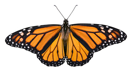Monarch butterfly with orange and black wings, isolated on transparent background © Andrej