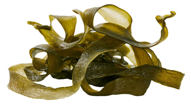 Dried kelp seaweed strips curled and twisted, isolated on transparent background