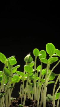Growing plants time-lapse on dark fertile soil, symbol of business growth and success.