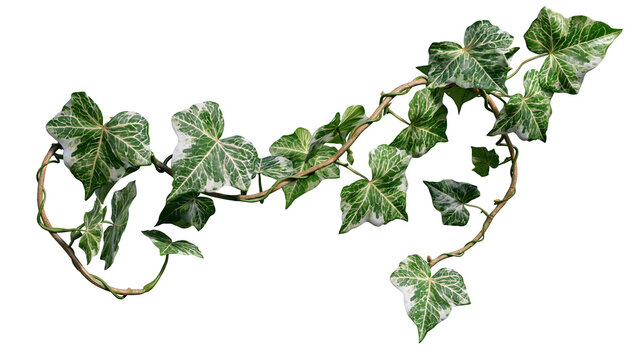 Variegated ivy vine with green and white leaves, isolated on transparent background
