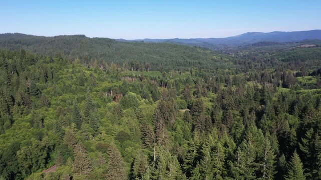 4K aerial drone footage of dense evergreen forests near Saddle Mountain in Oregon, USA. Scenic Pacific Northwest woodland landscape with rolling hills, wilderness and rich natural vegetation