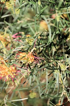 European Honey Bee collecting nectar from Grevillea Flora Mason flower, South Australia 