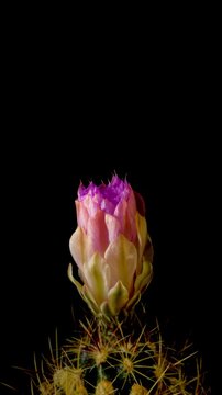 Cactus flower opening time-lapse, isolated on clean background.