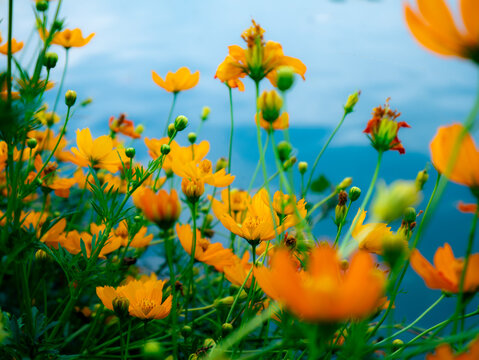Close-up of golden yellow orange cosmos flowers blooming with warm bokeh background in tropical garden sunlight