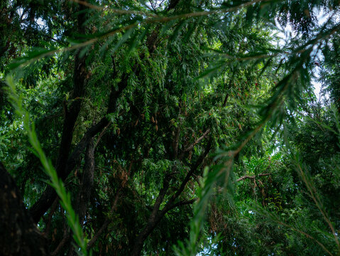 Looking up through dense tropical tree canopy with feathery leaves branches and small red flowers visible against bright overcast sky