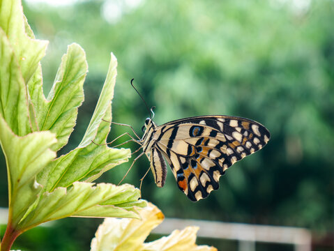 Lime butterfly with pale worn wing pattern resting on tropical leaf with bright green bokeh garden background