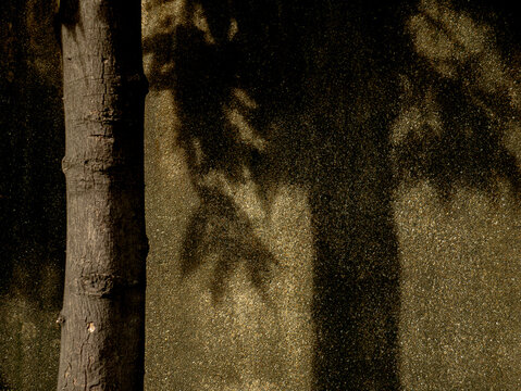 Dark Damp Asphalt Ground with Tree Shadow Pattern, Moody Urban Texture Background