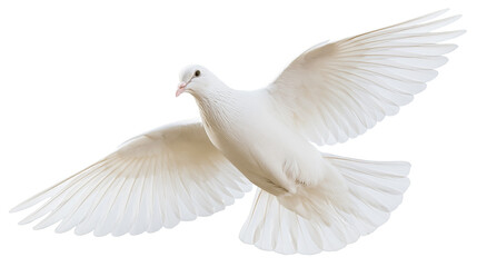 Obraz premium White dove with spread wings flying, isolated on transparent background
