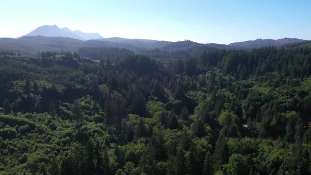 4K aerial drone footage of dense evergreen forests near Saddle Mountain in Oregon, USA. Scenic Pacific Northwest woodland landscape with rolling hills, wilderness and rich natural vegetation