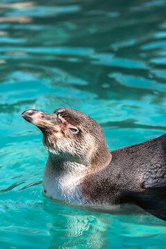 perfil de un ping&uuml;ino nadando tranquilamente en el agua