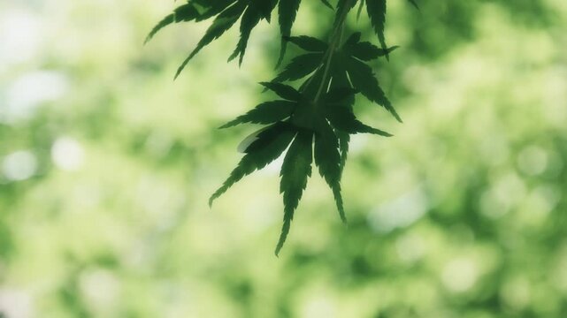 Fresh Green Maple Leaves Glowing in the Summer Sun in Japan