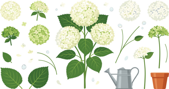 White Hydrangea Flower Vector Set with Floral Bouquets, Green Leaves, Watering Can, Flowerpot, and Garden Elements for Wedding Botanical Designs