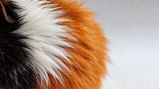 Closeup of a guinea pigs fur