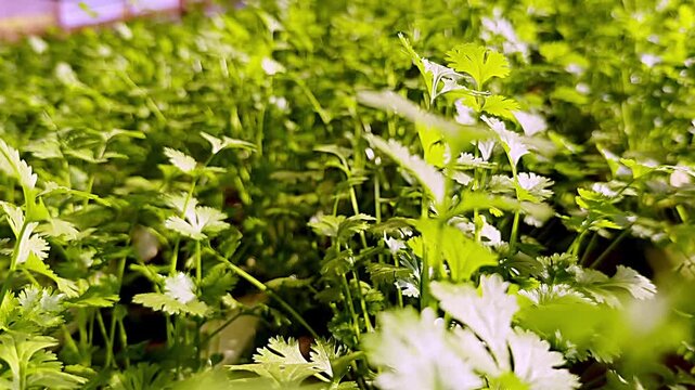 Fresh coriander plants growing in cultivated beds in Brazil, highlighting aromatic herbs, agriculture and fresh food production, handheld panning close-up view