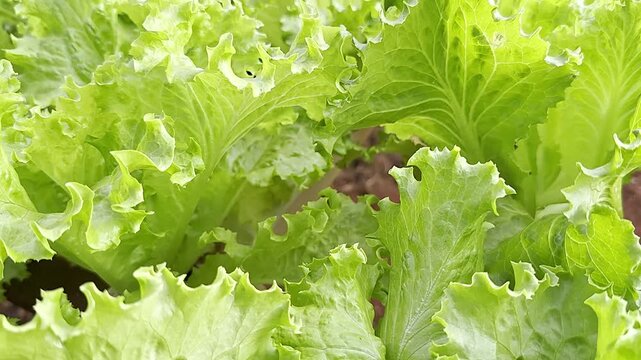 Sumer Groceries, Vegetarian Diets, Fresh Crisp Lettuce, Farming Crops, Healthy Foods, Brazil, Americas, Close-up