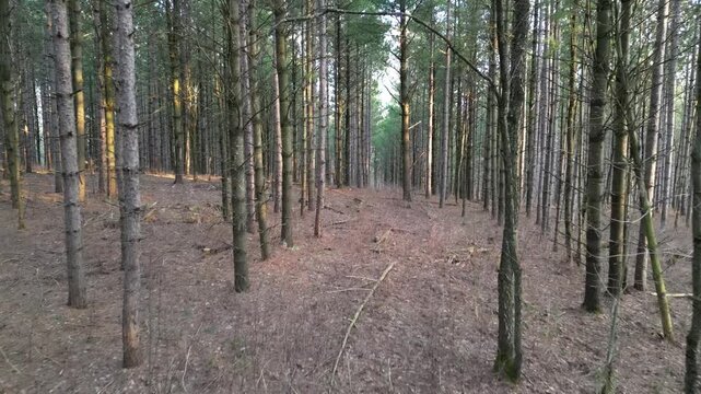 Pine Forest at Sunset - For&ecirc;t de pins au soleil couchant