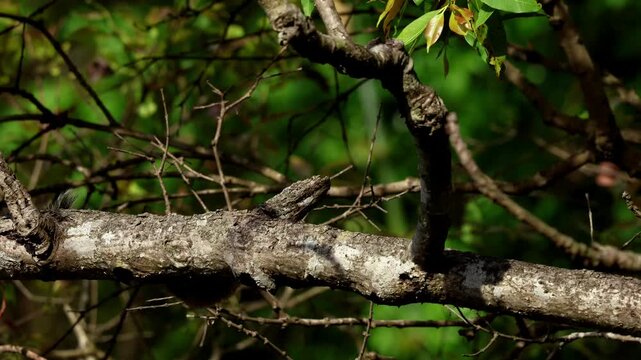 Detailed video of a Northern palm squirrel (Funambulus pennantii) displaying natural foraging behavior on a tree branch within its forest habitat during spring in Himachal Pradesh, India.