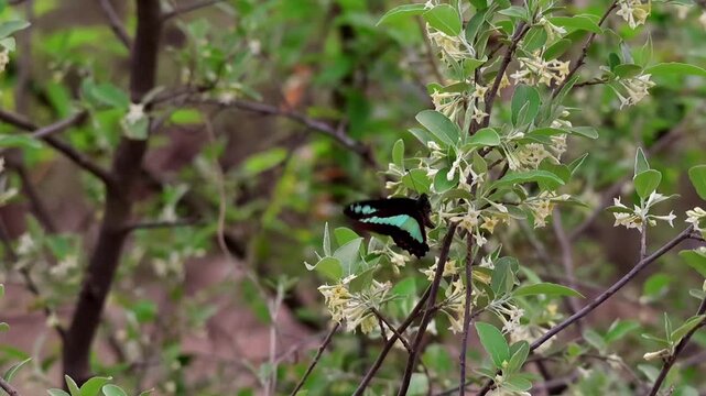 Closeup slow motion footage of a Common Bluebottle butterfly (Graphium sarpedon) collecting nectar while pollinating blooming Autumn Olive (Elaeagnus umbellata) flowers during spring in forest.