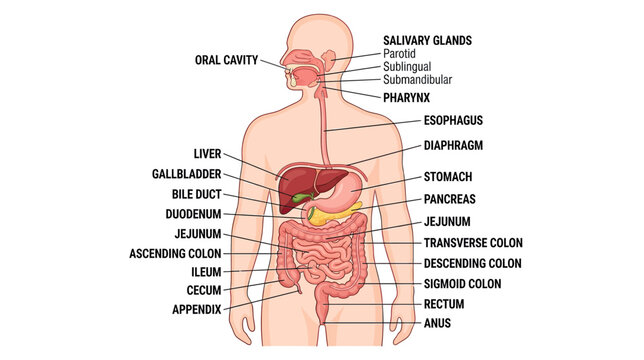 Human Digestive System Anatomy Diagram - Medical Illustration