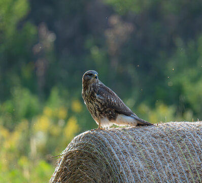 A common buzzard rests on a bale.