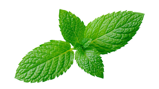 Vibrant green mint leaves with textured surface, isolated on transparent background