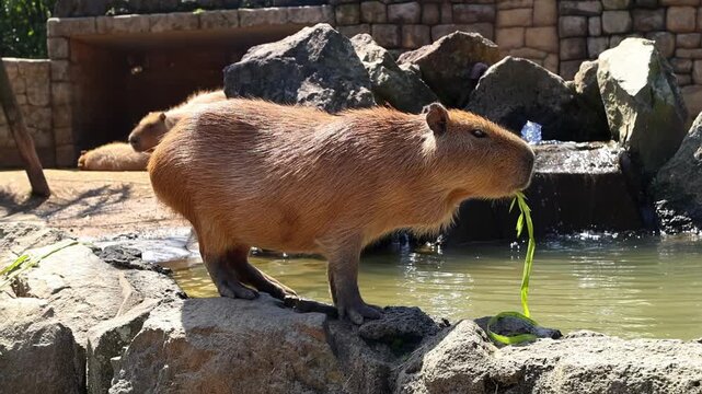 Close-up of a capybara standing on rocks near water while chewing grass in Japan. Peaceful zoo scene with a calm animal and natural outdoor setting.