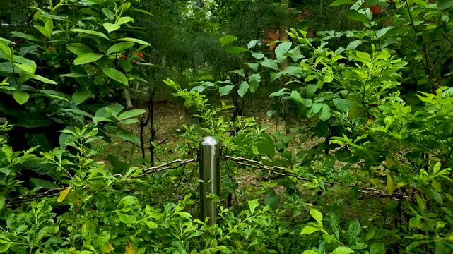 Stainless steel bollard post with chain barrier surrounded by lush green garden foliage