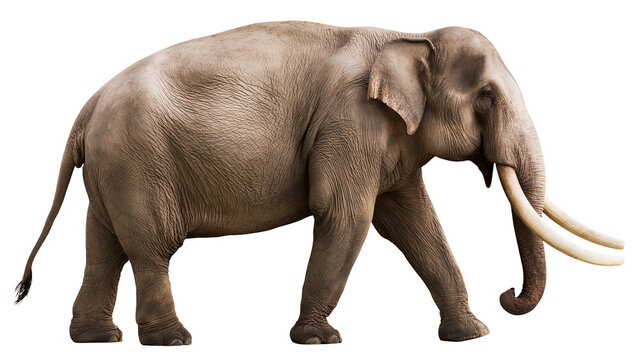 Majestic male Asian elephant with long tusks walking, isolated on transparent background