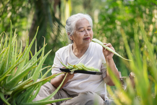 Senior Woman Examining Fresh Aloe Vera Leaf &ndash; Herbal Medicine, Natural Wellness and Healthy Aging Concept