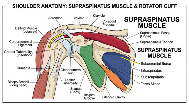 Anatomy of the shoulder showing supraspinatus muscle and rotator cuff