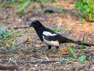 Obraz premium Magpie, Scientific name, Pica Pica. Adult Magpie with glossy plumage on a green grass lawn.