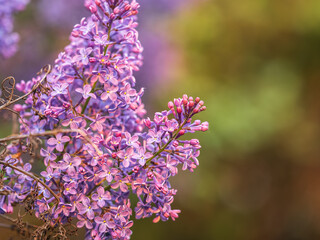 Obraz premium Pink Blooming Lilac Flowers in spring with blured background