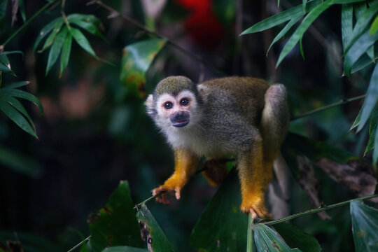A nimble squirrel monkey searches for food while balancing on a slender bamboo branch in a lush green forest