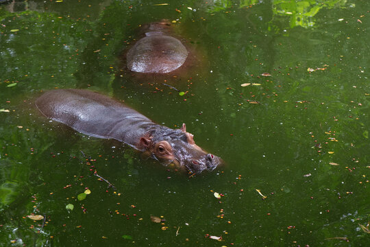 A happy hippo wallows peacefully in a scenic waterhole, blowing bubbles and splashing