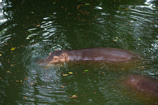 A happy hippo wallows peacefully in a scenic waterhole  blowing bubbles and splashing