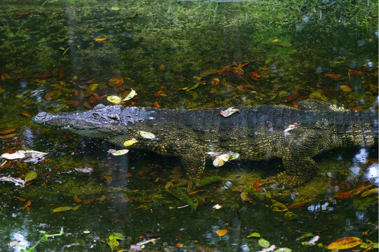 Siamese Crocodile a critically endangered medium-sized freshwater reptile with a broad snout, native to Southeast Asia's wetlands