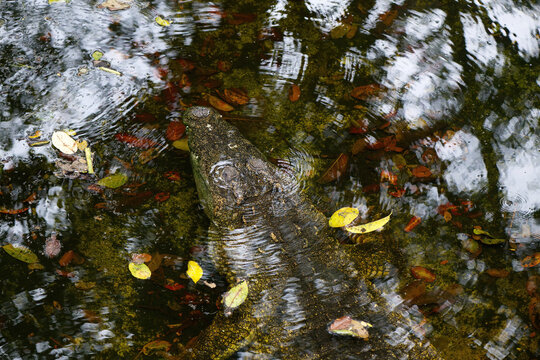 Siamese Crocodile a critically endangered medium-sized freshwater reptile with a broad snout, native to Southeast Asia's wetlands