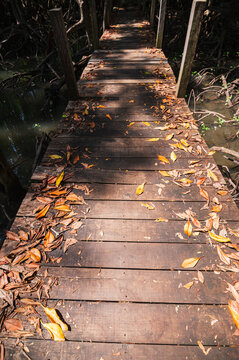 Pathway Through Mangrove Forest in Thung Prong Thong, Rayong Province