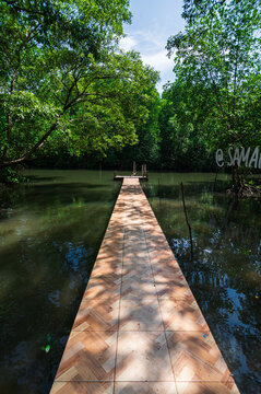 Serene Mangrove Boardwalk in Thung Prong Thong, Rayong Province