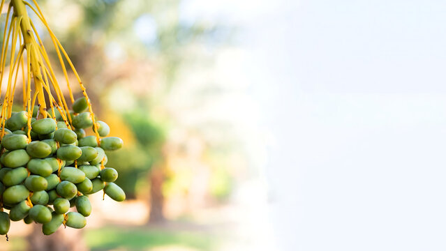 Close-up of fresh green date fruits hanging from a date palm tree branch against a soft blurred white nature background