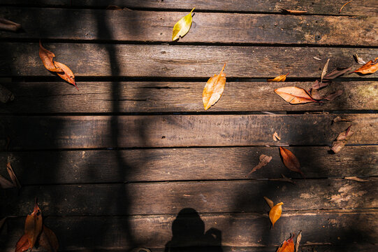 Serenity of Mangrove Forest with Fallen Leaves in Rayong Province