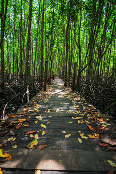 Serene Pathway Through Lush Mangrove Forest in Rayong Province, Thailand
